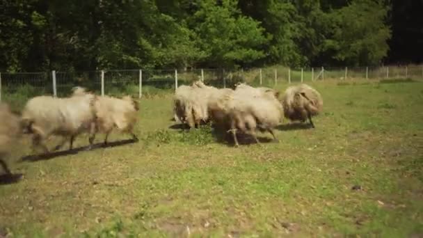 Flock Sheep Jumping Running Field Graze Rotating Shot — Stock Video