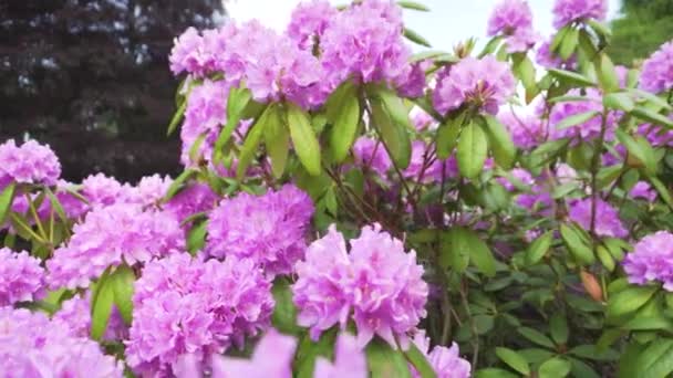 Pink Peony Flowers Close Truck Shot — 图库视频影像