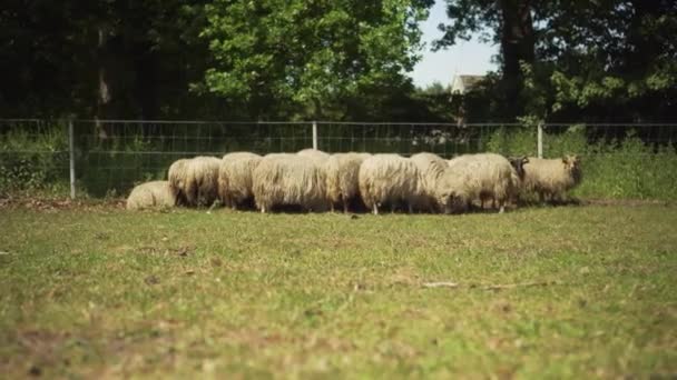Low Angle Truck Shot Flock Sheep Grazing Field — Vídeos de Stock