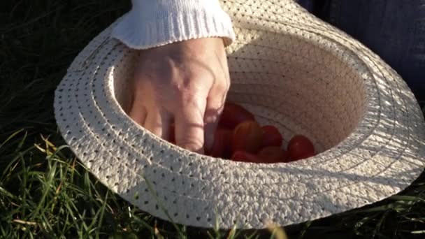 Woman Picking Fresh Cherry Tomatoes Out Straw Hat Medium Shot — Stockvideo