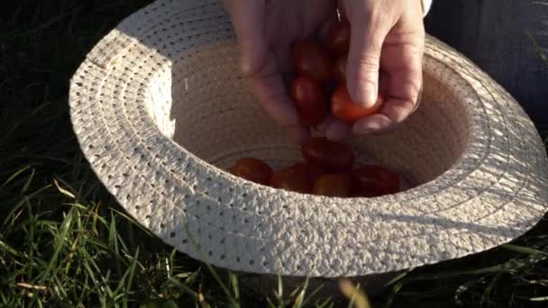 Woman Dropping Fresh Cherry Tomatoes Straw Hat Medium Shot — Vídeos de Stock