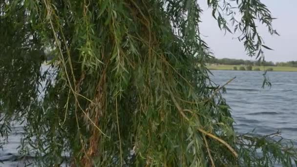 Weeping Willow Tree Lake Background Medium Shot — стоковое видео