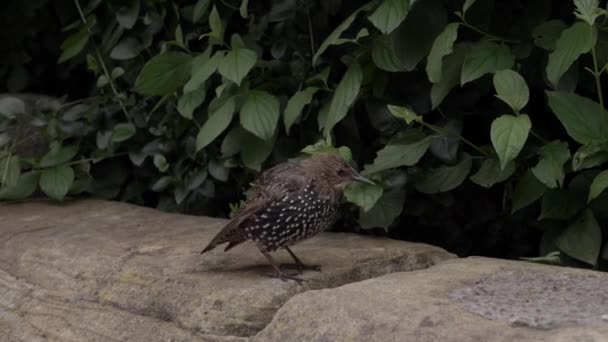 Young Starling Ruffling Feathers Garden Wall Medium Shot — Vídeo de Stock