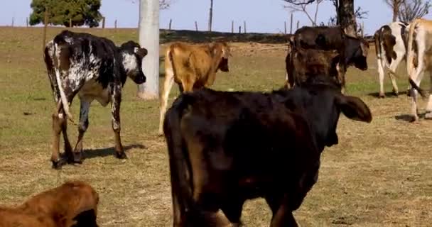 Herd Cattle Walking Middle Farm — 图库视频影像