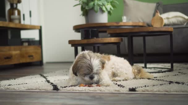 Boomer Dog Sniffs Licks Chew Toy Sitting Living Room Rug — Stock Video