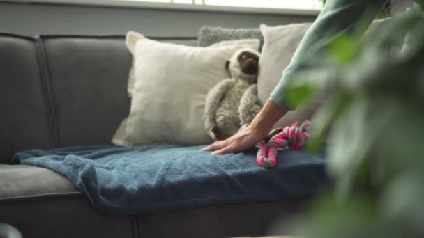 Owner Gets Boomer Dog Jump Sofa Medium Shot — Αρχείο Βίντεο
