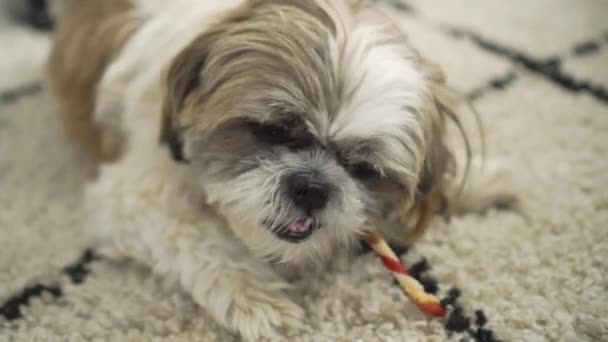 Boomer Dog Chewing Chew Stick Treat Living Room Rug Shot — ストック動画