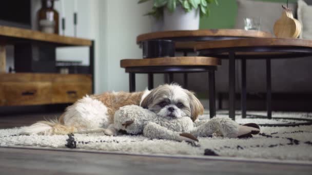 Boomer Dog Resting Head Fluffy Toy Gets Walks Away Medium — Αρχείο Βίντεο