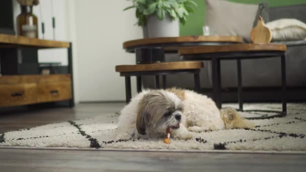 Boomer Dog Laying Living Room Rug Chewing Chew Stick Treat — Stock Video