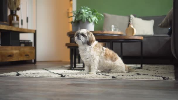 Male Owner Feeds Boomer Dog Sitting Obediently Living Room Medium — Videoclip de stoc