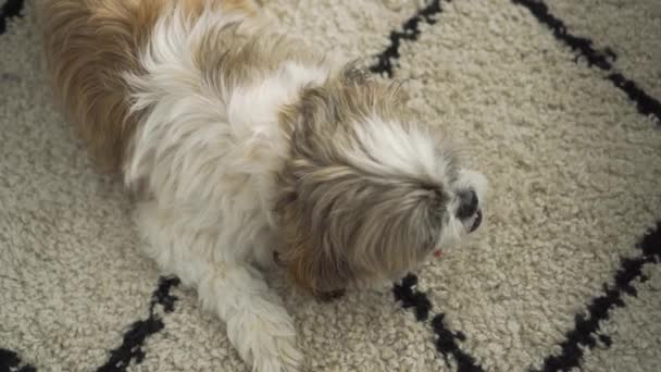 Boomer Chewing Chew Stick Treat Living Room Rug Shot Close — Stockvideo