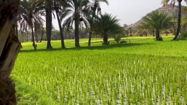 Farmer Man Moving Donkey Loaded Fresh Green Rice Paddy Bunch — Vídeos de Stock