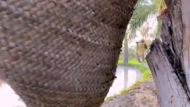 Close Shot Donkey Loaded Green Fresh Young Rice Paddy Bunch — Wideo stockowe