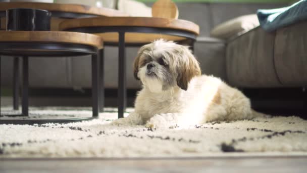 Boomer Dog Sitting Living Room Rug Yawning Looking Medium Shot — Vídeo de Stock