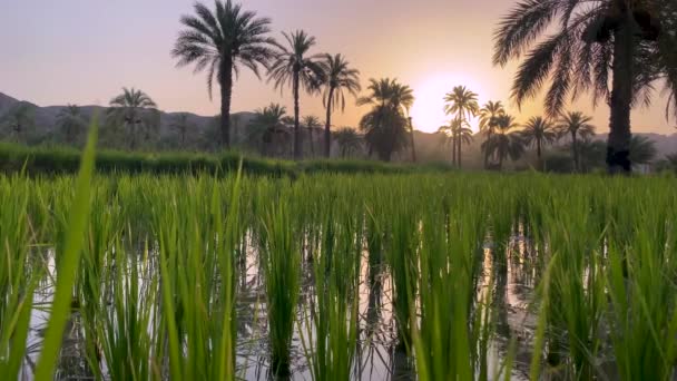 Rice Paddy Beautiful Sunrise Mountains Date Palm Trees Garden Calm — Vídeo de Stock