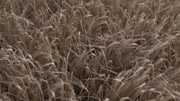 Ripe Wheat Crops Growing Farmland Zoom Out Crane Shot — 비디오