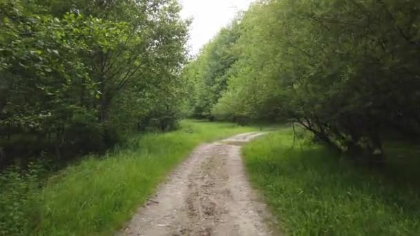 Caminhando Uma Estrada Rural Floresta Temporada Verão — Vídeo de Stock
