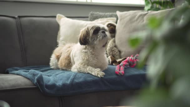 Boomer Dog Sitting Living Room Sofa Jumps Medium Shot — 图库视频影像