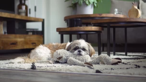 Tired Boomer Dog Rests Head Fluffy Toy Medium Shot — Stock videók