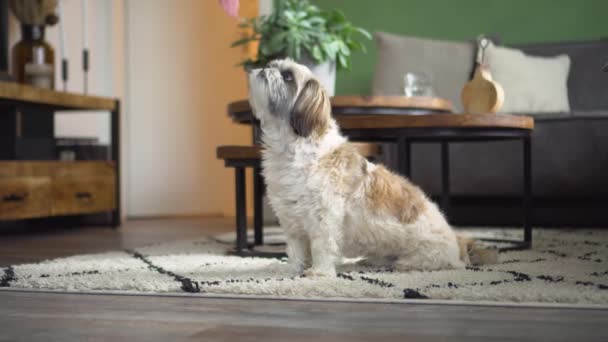 Boomer Dog Sitting Living Room Receive Tasty Treat Medium Shot — Stockvideo