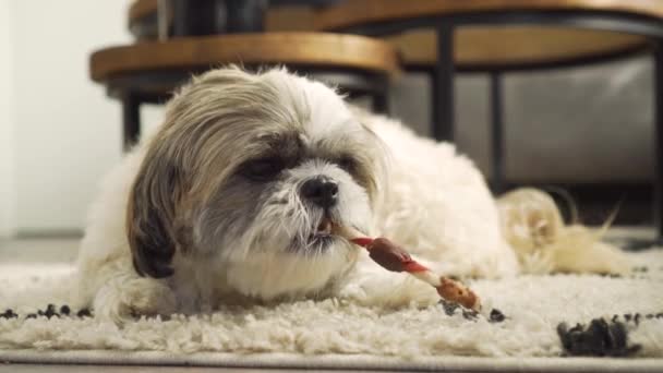 Boomer Dog Sitting Rug Living Room Playing Chew Toy Close — kuvapankkivideo