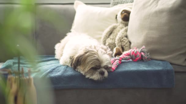 Tired Boomer Dog Resting Sofa Medium Shot — Stockvideo