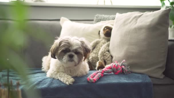 Boomer Dog Sitting Sofa Looking Medium Shot — 图库视频影像