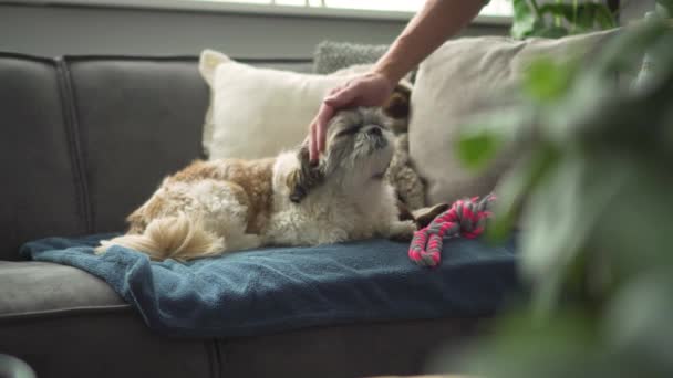 Boomer Dog Laying Living Room Sofa Being Petted Owner Medium — Vídeos de Stock