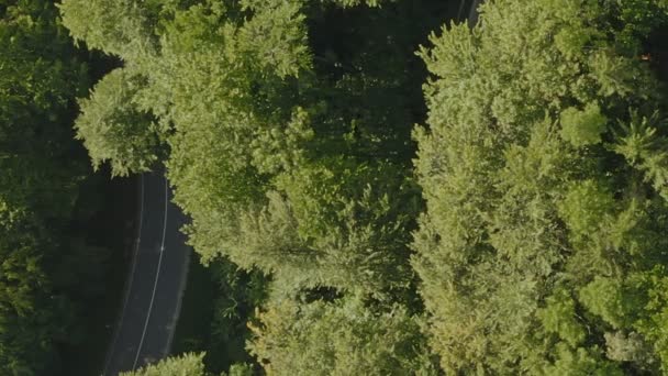 Zoom Green Forest Part Street Out Curvy Road Driving Cars — Vídeo de stock