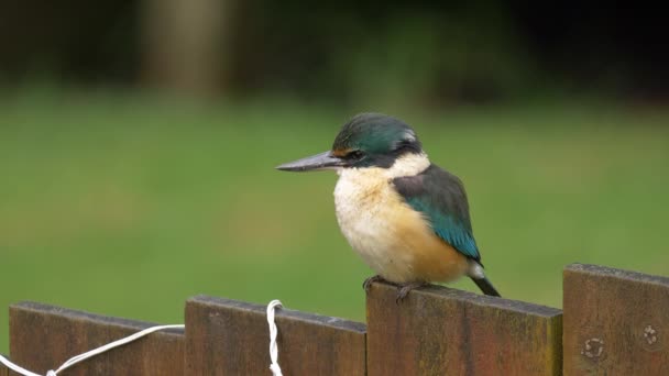 Sacred Kingfisher Bird Sitting Wooden Fence Lush Garden New Zealand — Stock videók