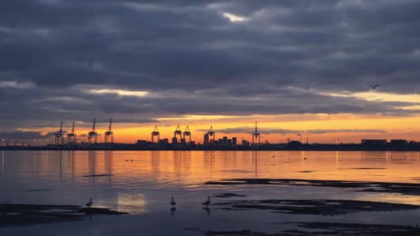 Industrial Cranes Port Tauranga Tauranga Harbor Seagulls Shore Golden Sunrise — Vídeos de Stock