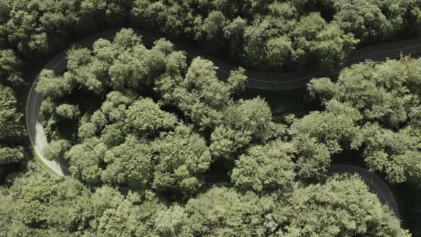 Yazın Yeşil Bir Ormanda Kıvrımlı Bir Yol Siyah Beyaz Bir — Stok video