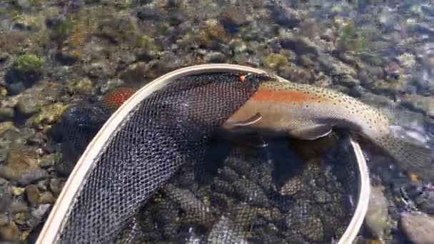Rainbow Trout Fish Net Lies Rocky Shallow River Close Shot — Vídeo de stock