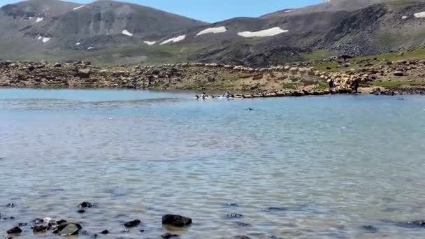 Flock Sheep Enter Lake Cross River Swim Water Wash Wet — Stockvideo