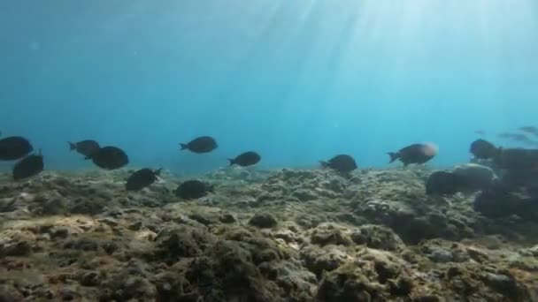 Group Surgeonfish Eating Algae Seabed Bright Sunlight Passing Surface Blue — Vídeos de Stock