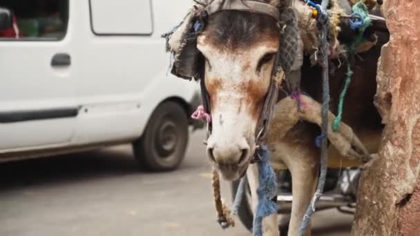 Working Donkey Stands Alone Waiting Next Job Street Marrakech Slowmo — Vídeo de Stock
