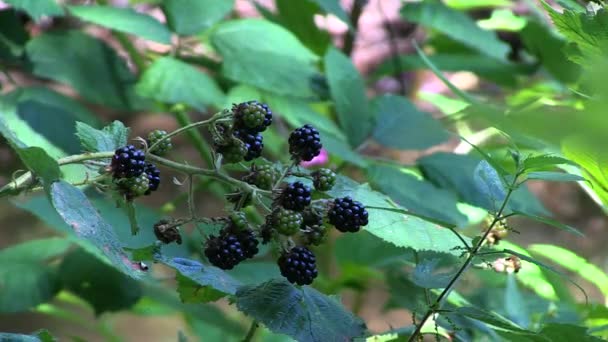 Blackberries Growing Riverbank Hoggsmill River Ewell Surrey — 图库视频影像