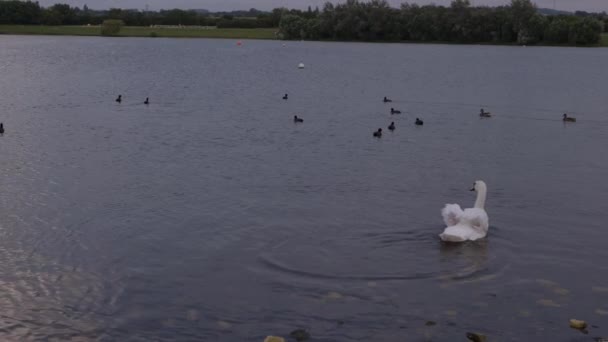 White Swan Water Birds Float Lake Dusk Wide Landscape Shot — ストック動画