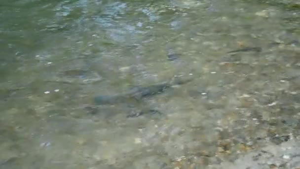 Rainbow Trout Swimming Spawning Shallow Rocky River High Angle Shot — Vídeos de Stock