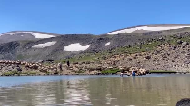 Een Kudde Schapen Komt Het Meer Binnen Steekt Rivier Zwemt — Stockvideo