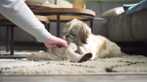 Boomer Dog Sitting Living Room Rug Plush Toy Playing Owner — Αρχείο Βίντεο