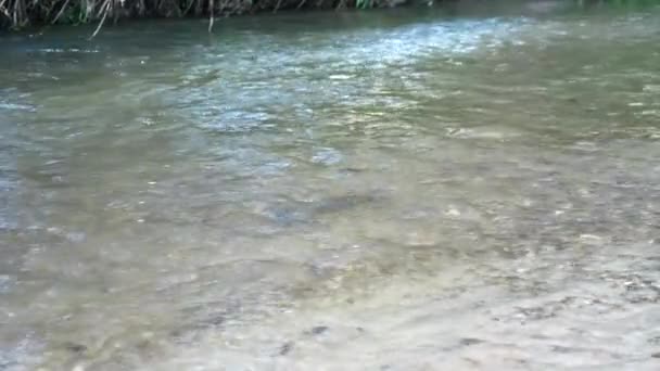 Rainbow Trout Fish Spawning Shallow River Crystal Clear Water Flowing — Stock Video