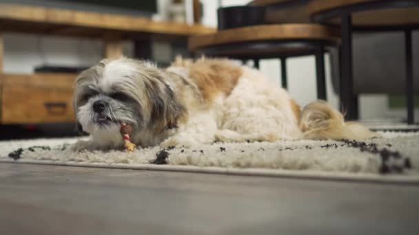 Boomer Pes Sedí Koberci Obývacím Pokoji Žvýkání Žvýkací Tyčinky Léčbě — Stock video