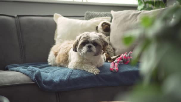 Boomer Dog Laying Sofa Looks Living Room Medium Shot — 图库视频影像
