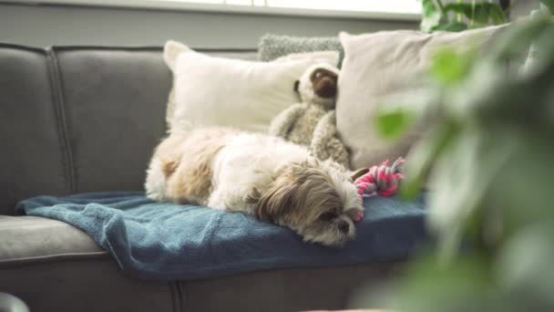 Tired Boomer Dog Resting Sofa Medium Shot — Video Stock