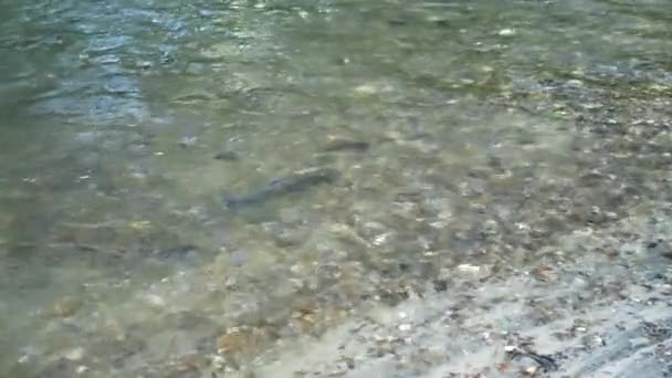 Rainbow Trout Fish Spawning Clear Water Flowing River Spring Static — Wideo stockowe