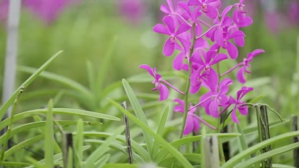 Imágenes Cerca Flor Púrpura Orquídea — Vídeo de stock