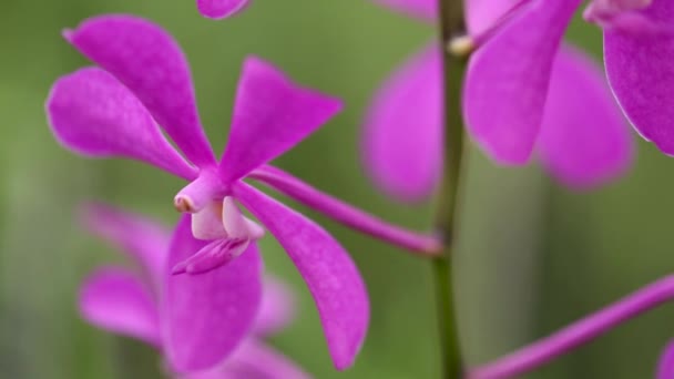 Close Footage Purple Orchid Flower — Video Stock