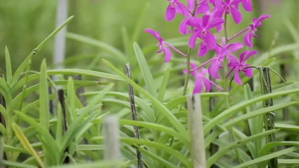Close Footage Purple Orchid Flower — Vídeo de Stock