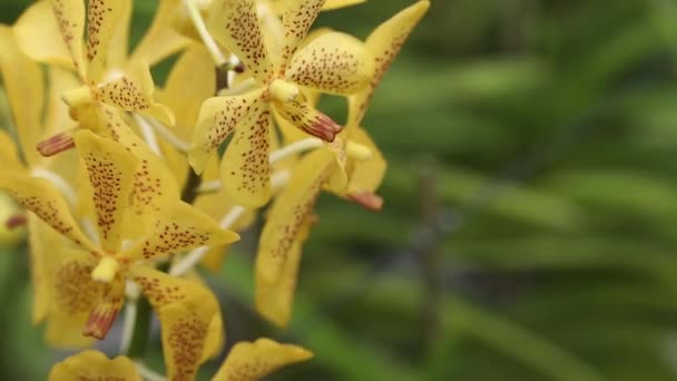 Close Footage Beautiful Yellow Orchid — Video Stock